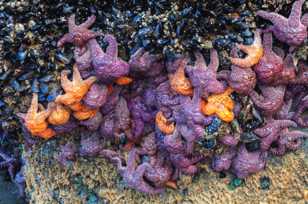 A gathering of starfish-3182.jpg A gathering of starfish-3182.jpg